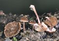 Inocybe calospora-amf1001
